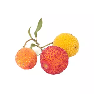 Madroño