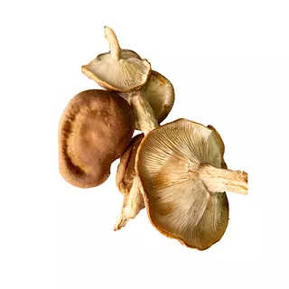 Shitake