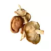 Shitake