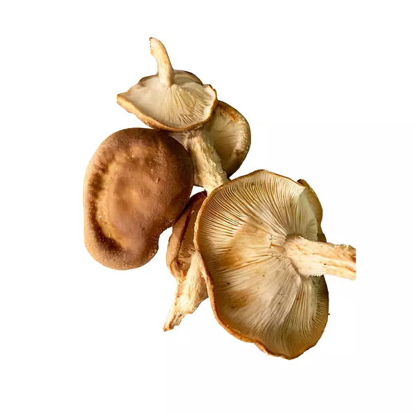 Shitake