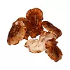 Shitake