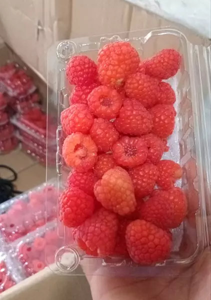 Frambuesa