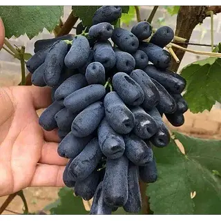 Uva Zafiro Sin Semilla